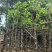 宫粉紫荆8～12公分基地直销规格齐全欢迎老板来电咨询