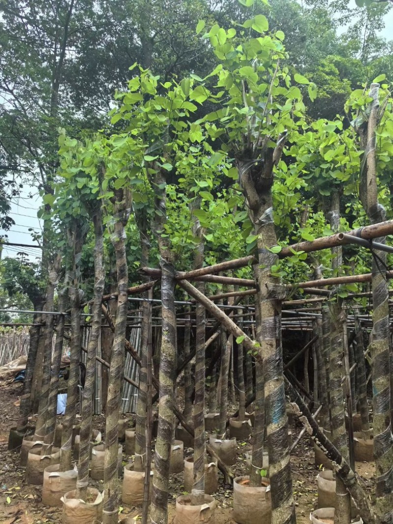 宫粉紫荆8～12公分基地直销规格齐全欢迎老板来电咨询
