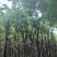 宫粉紫荆8～12公分基地直销规格齐全欢迎老板来电咨询