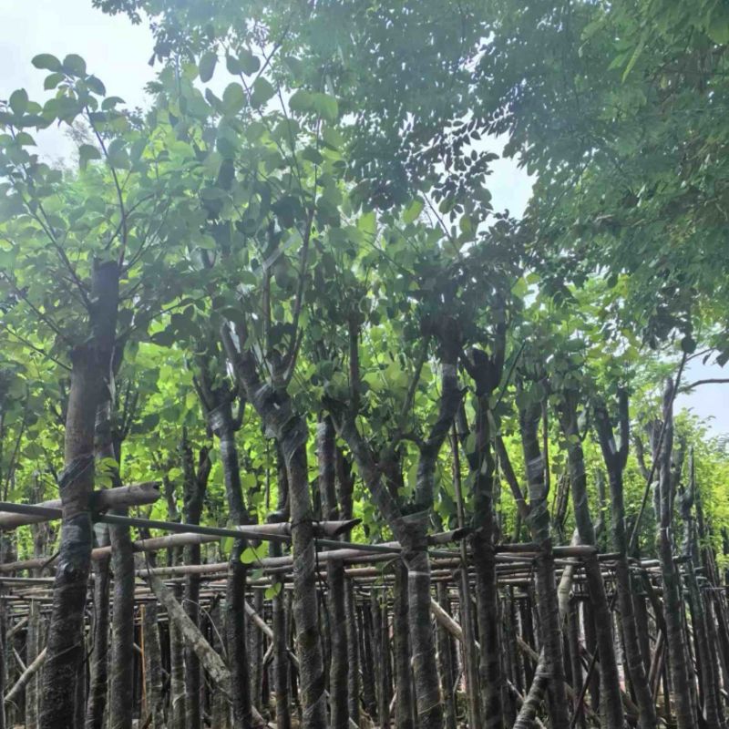 宫粉紫荆8～12公分基地直销规格齐全欢迎老板来电咨询