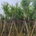 宫粉紫荆5～18公分基地直销规格齐全欢迎老板来电咨询