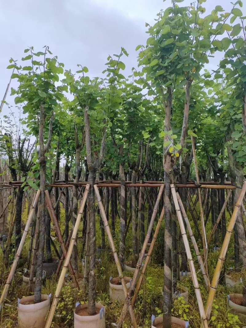 宫粉紫荆5～18公分基地直销规格齐全欢迎老板来电咨询