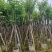 宫粉紫荆5～18公分基地直销规格齐全欢迎老板来电咨询