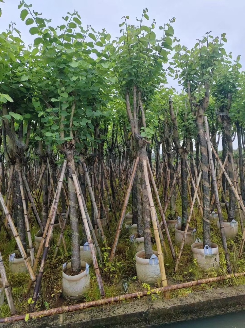 宫粉紫荆5～18公分基地直销规格齐全欢迎老板来电咨询