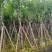 宫粉紫荆5～18公分基地直销规格齐全欢迎老板来电咨询