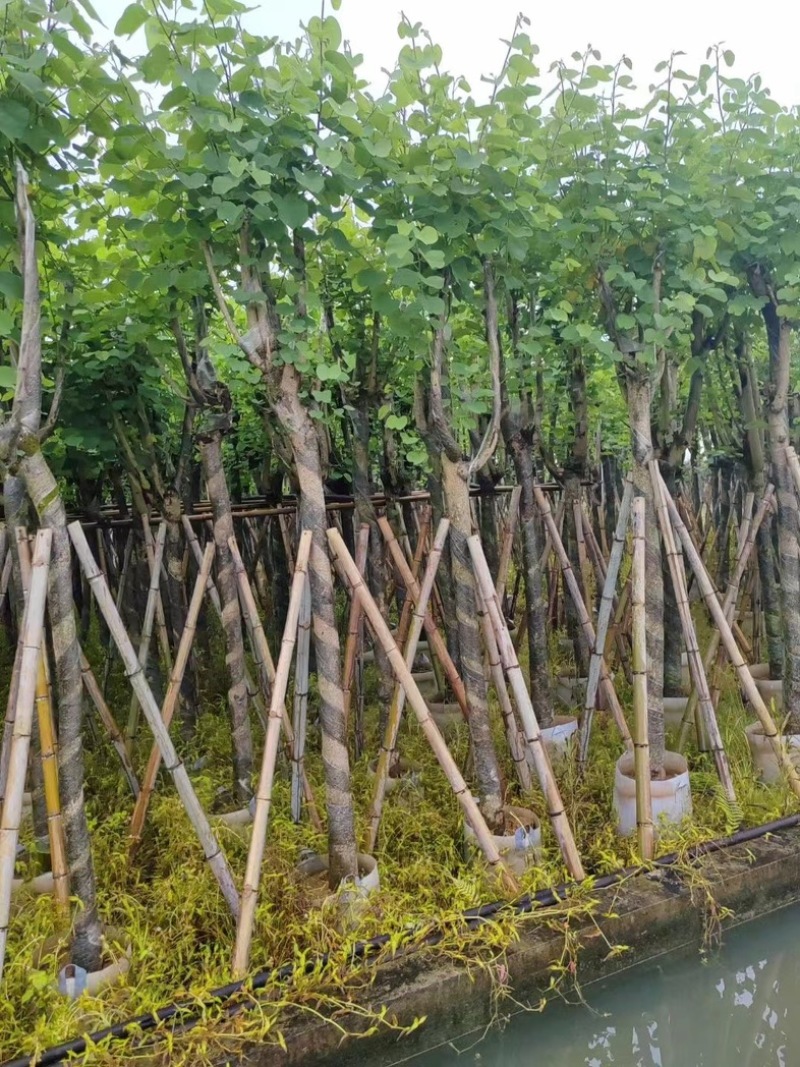 宫粉紫荆5～18公分基地直销规格齐全欢迎老板来电咨询