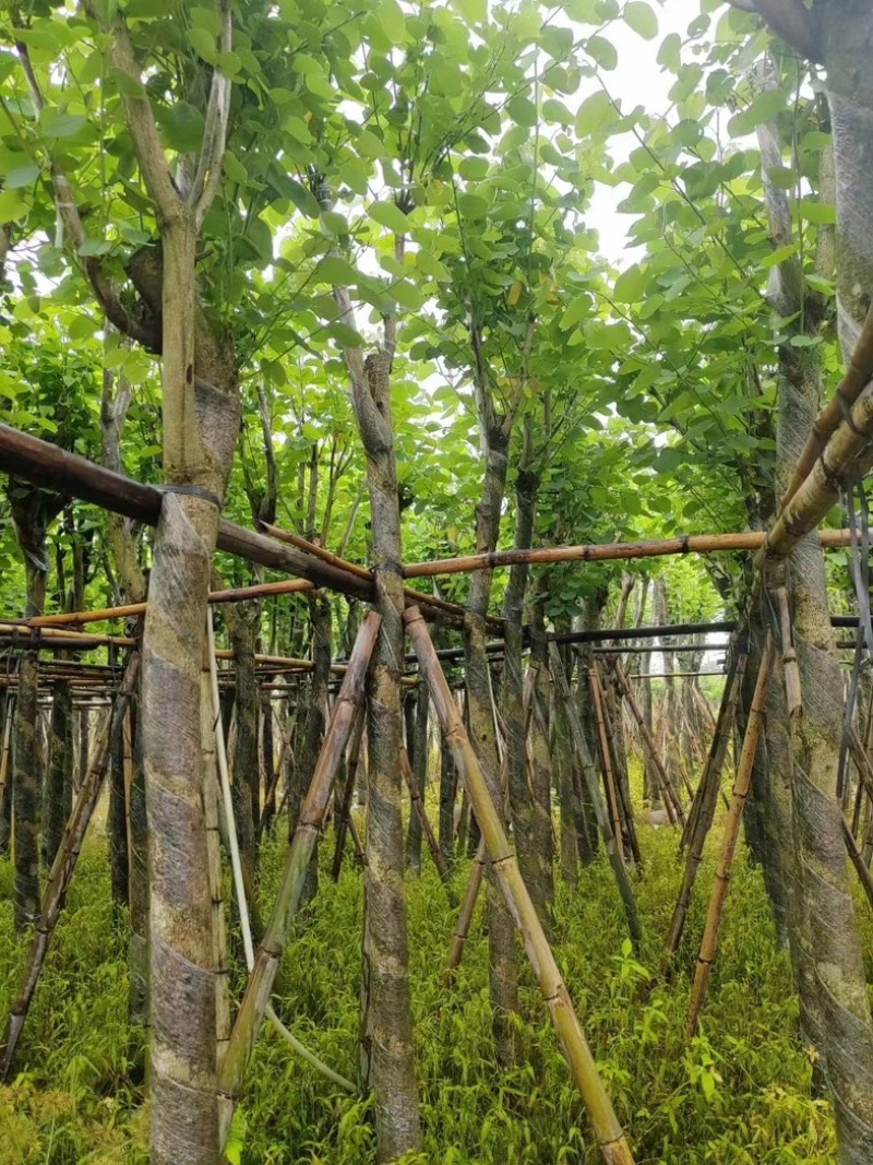 宫粉紫荆5～18公分基地直销规格齐全欢迎老板来电咨询