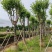 宫粉紫荆5～18公分基地直销规格齐全欢迎老板来电咨询