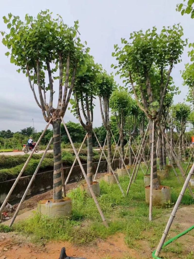 宫粉紫荆5～18公分基地直销规格齐全欢迎老板来电咨询