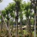 宫粉紫荆5～18公分基地直销规格齐全欢迎老板来电咨询