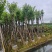 宫粉紫荆5～18公分基地直销规格齐全欢迎老板来电咨询