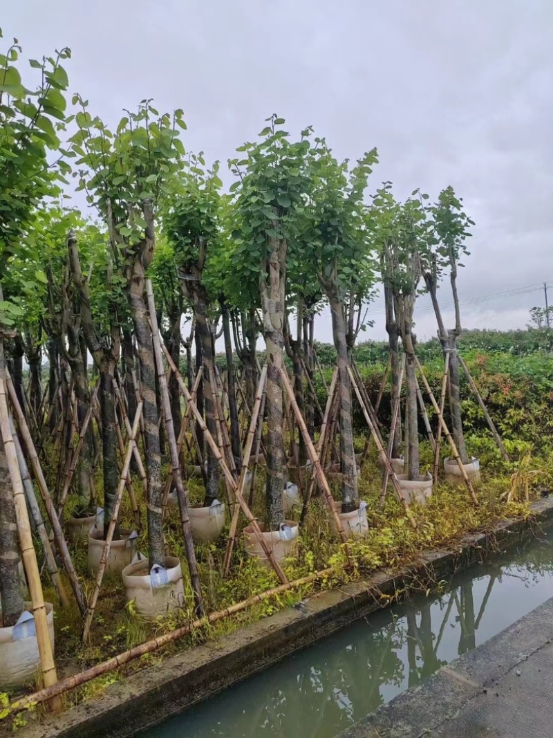 宫粉紫荆5～18公分基地直销规格齐全欢迎老板来电咨询