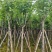 宫粉紫荆5～18公分基地直销规格齐全欢迎老板来电咨询