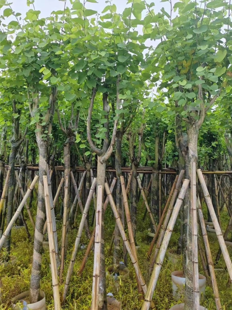 宫粉紫荆5～18公分基地直销规格齐全欢迎老板来电咨询