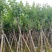 宫粉紫荆5～18公分基地直销规格齐全欢迎老板来电咨询