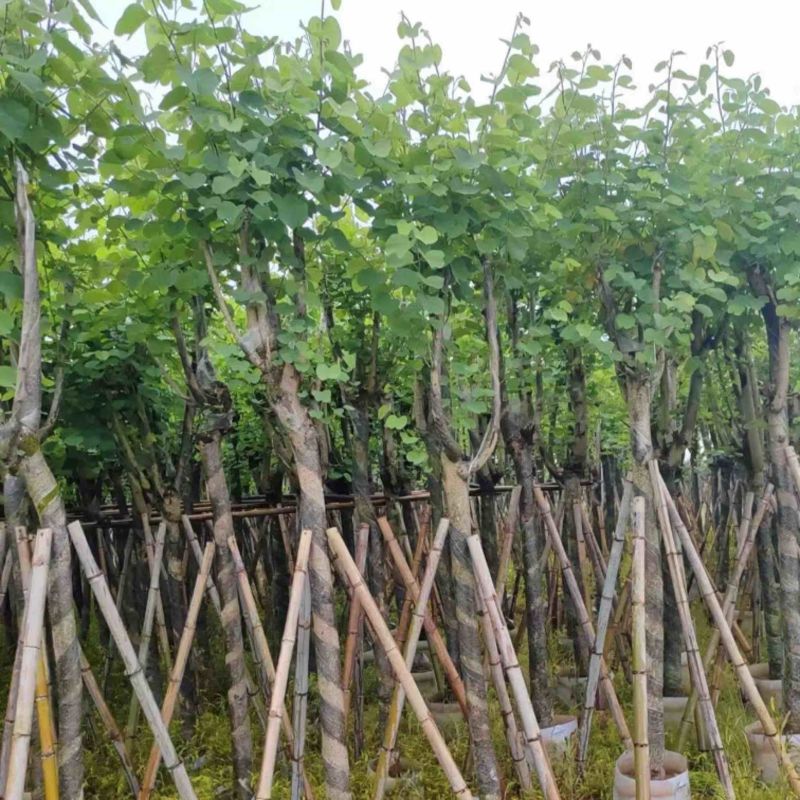 宫粉紫荆5～18公分基地直销规格齐全欢迎老板来电咨询