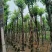 宫粉紫荆10～15公分基地直销规格齐全欢迎老板来电