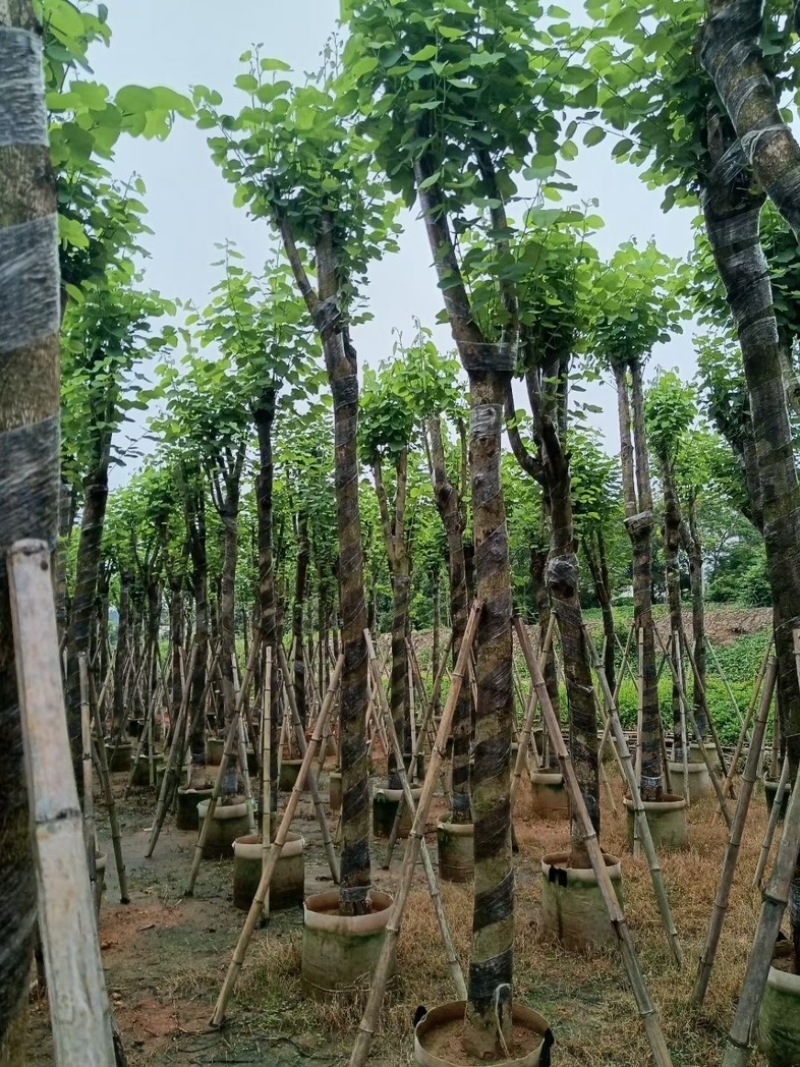 宫粉紫荆10～15公分基地直销规格齐全欢迎老板来电