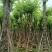宫粉紫荆10～15公分基地直销规格齐全欢迎老板来电