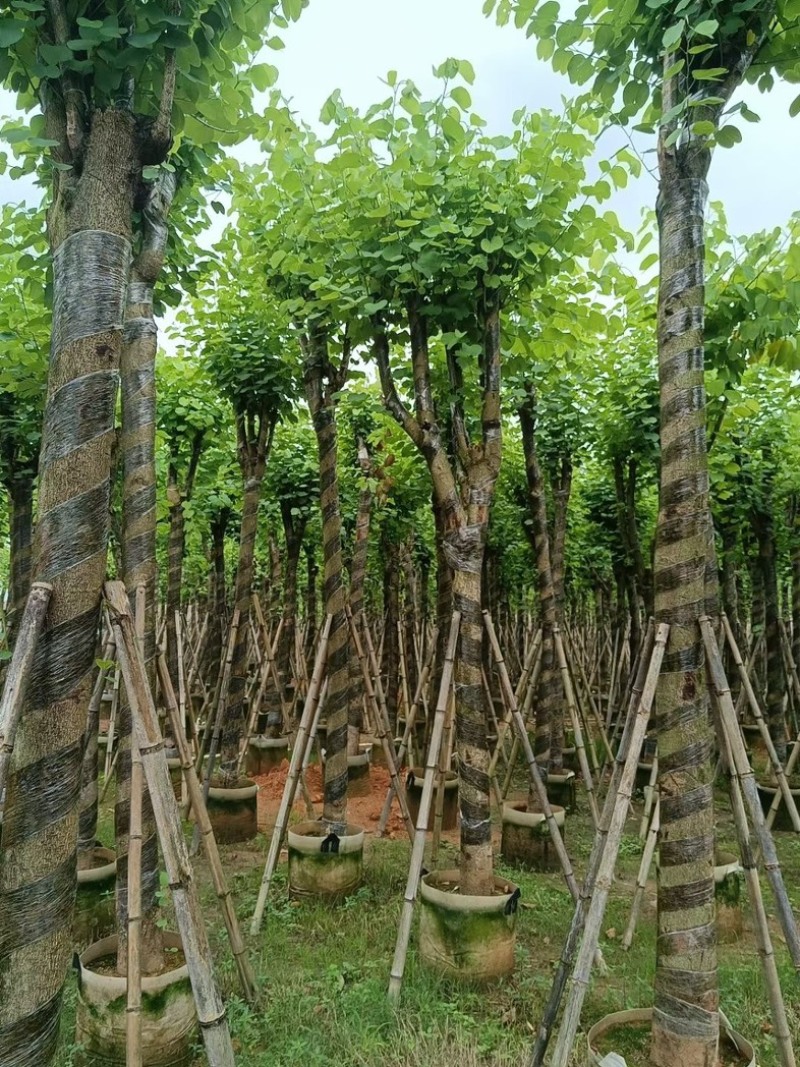 宫粉紫荆10～15公分基地直销规格齐全欢迎老板来电