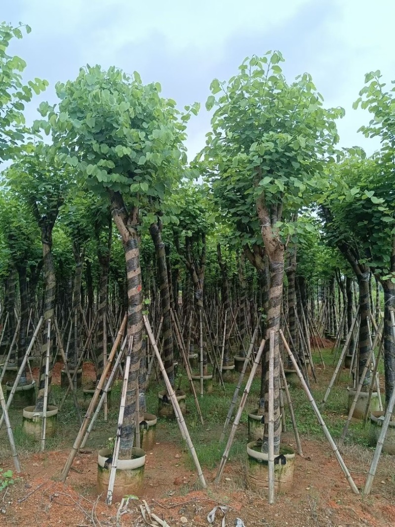 宫粉紫荆10～15公分基地直销规格齐全欢迎老板来电
