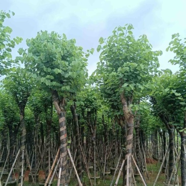 宫粉紫荆10～15公分基地直销规格齐全欢迎老板来电