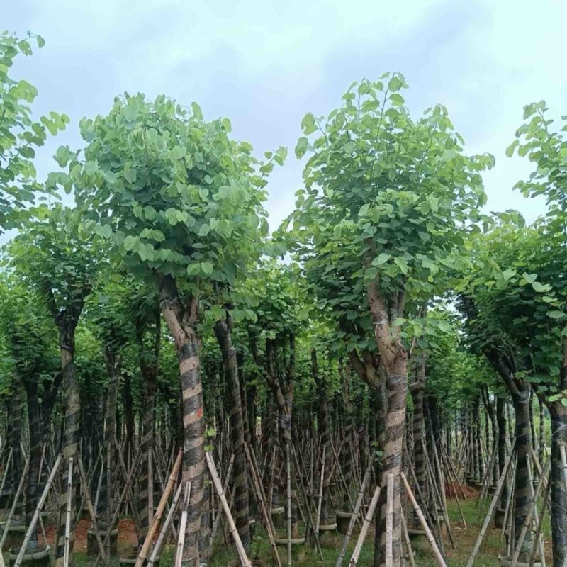 宫粉紫荆10～15公分基地直销规格齐全欢迎老板来电