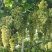 维多利亚葡萄苗（青提苗）品种纯真基地直发成活率高