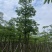 木棉10-15公分大量出售。基地直销，价格便宜