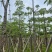 木棉10-15公分大量出售。基地直销，价格便宜