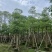 木棉10-15公分大量出售。基地直销，价格便宜