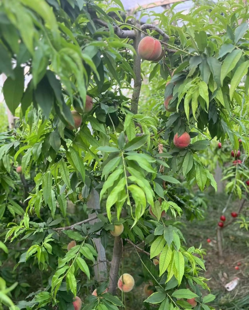 突围水蜜桃，毛桃，香甜清爽甜蜜多汁可脆可软产地直发