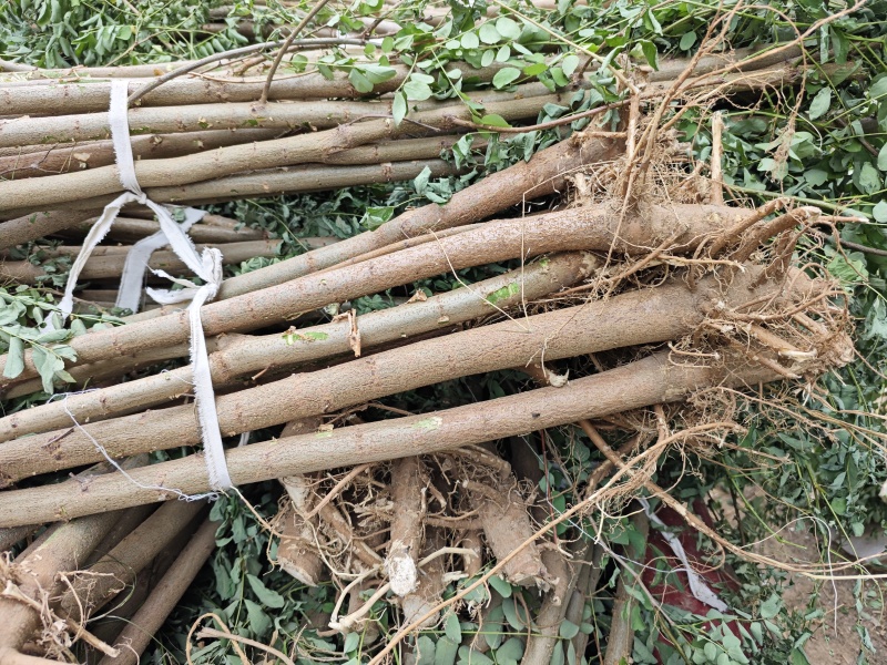 3公分刺槐上货工程用苗刺槐花刺槐2米高刺槐