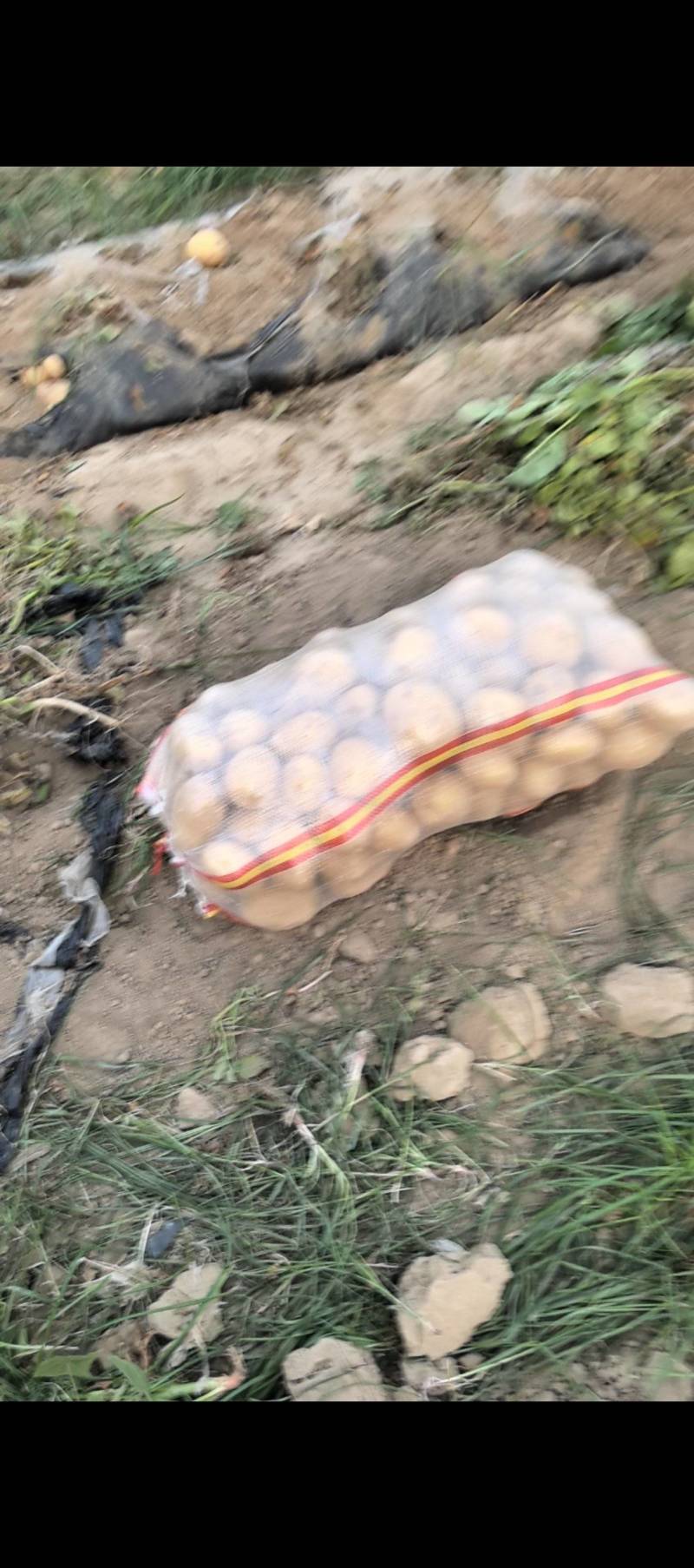 内蒙黄皮黄心土豆批发市场电商商超可定制规一手货源产地直发