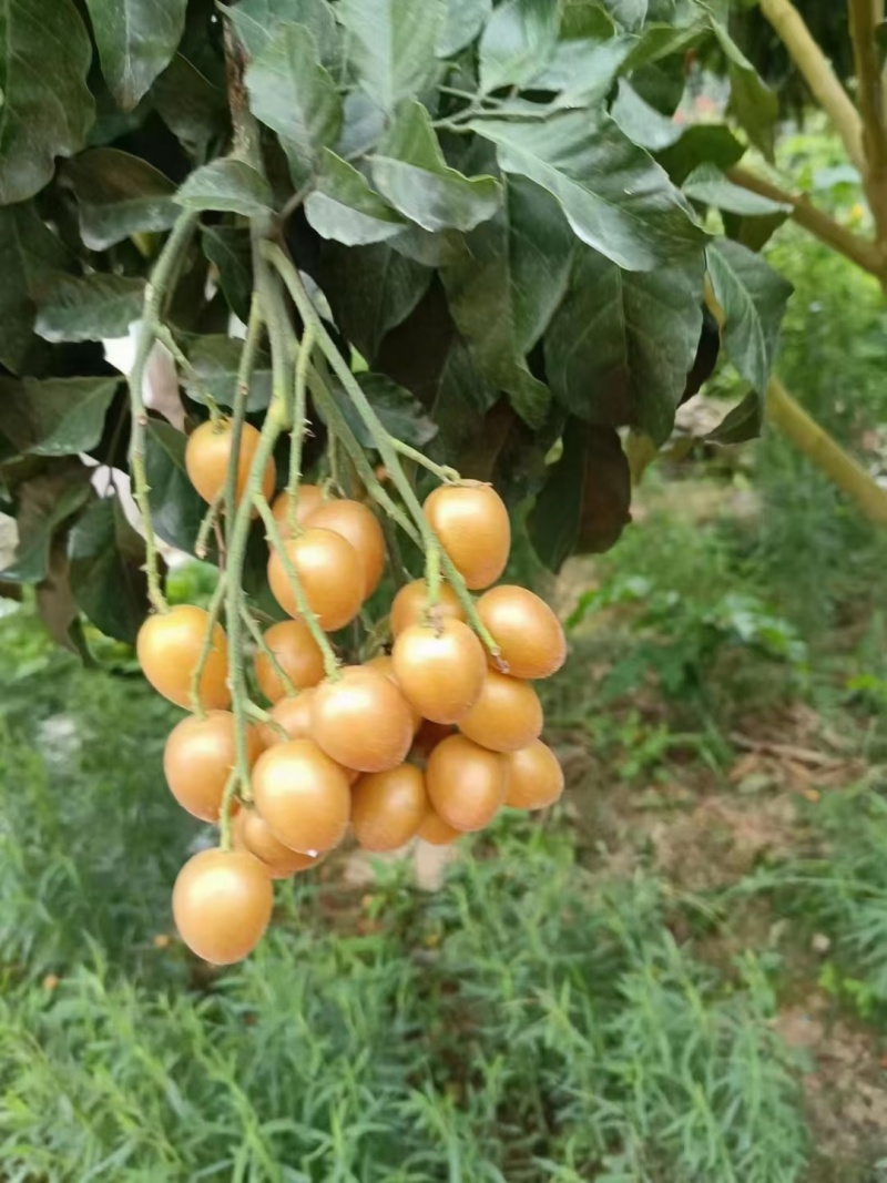 广东贵妃黄皮果，鸡心黄皮果，自家果园，量大从优，专业代办