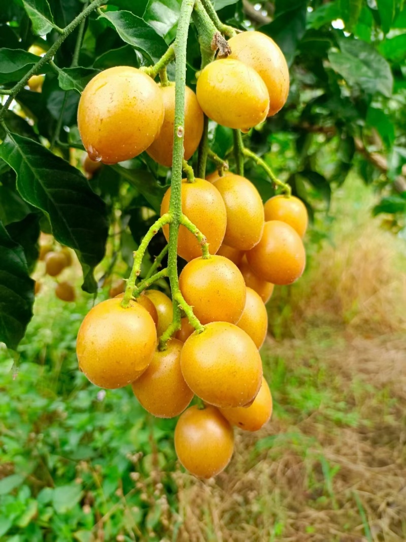 广东贵妃黄皮果，鸡心黄皮果，自家果园，量大从优，专业代办