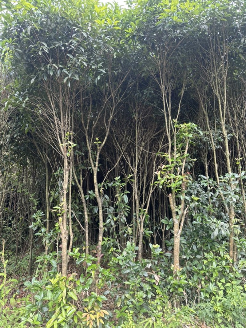 八月桂
