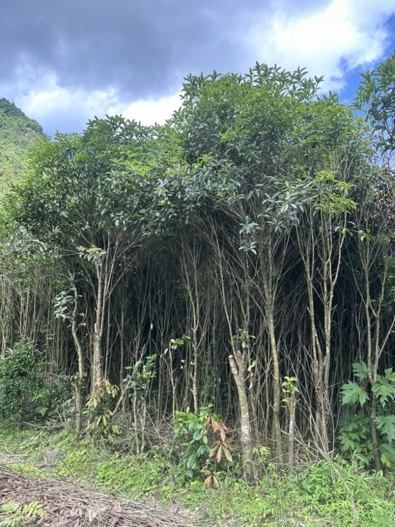 八月桂