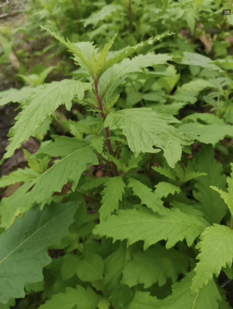 原产地现摘新鲜土荆芥叶/枝干中草药材