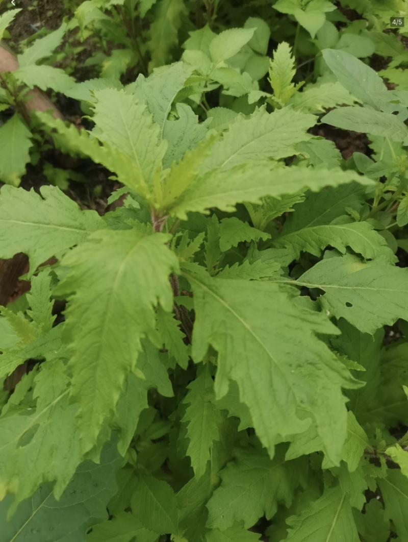原产地现摘新鲜土荆芥叶/枝干中草药材