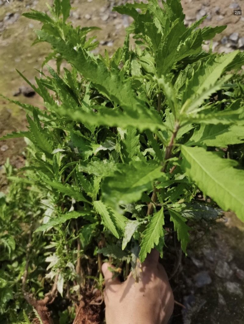 原产地现摘新鲜土荆芥叶/枝干中草药材