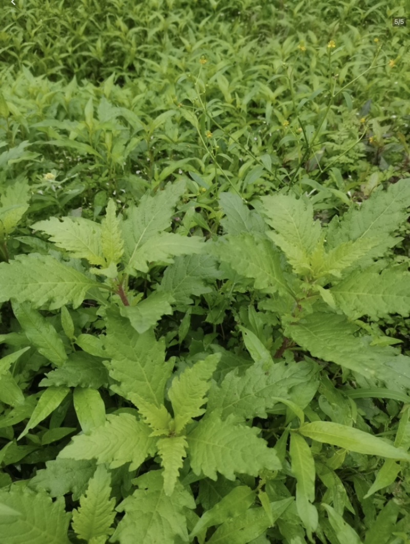 原产地现摘新鲜土荆芥叶/枝干中草药材