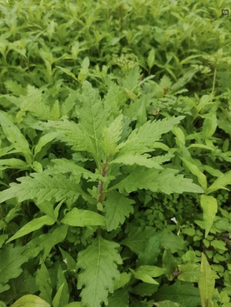原产地现摘新鲜土荆芥叶/枝干中草药材