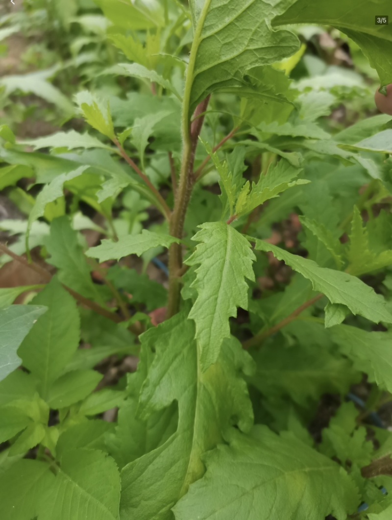 原产地现摘新鲜土荆芥叶/枝干中草药材
