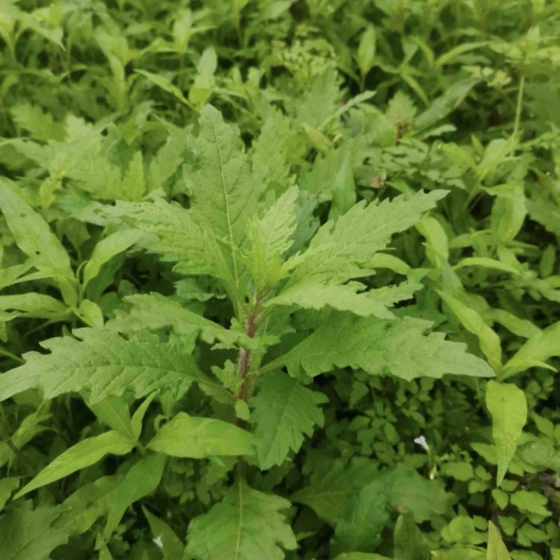 原产地现摘新鲜土荆芥叶/枝干中草药材