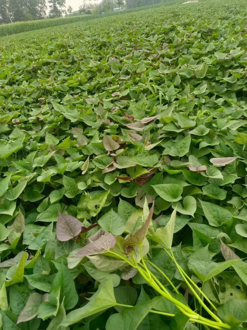 山东西瓜红脱毒苗/大量有货/品种全保证质量/全国接单中