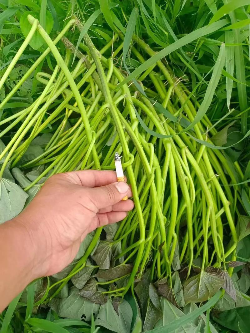 山东西瓜红脱毒苗/大量有货/品种全保证质量/全国接单中