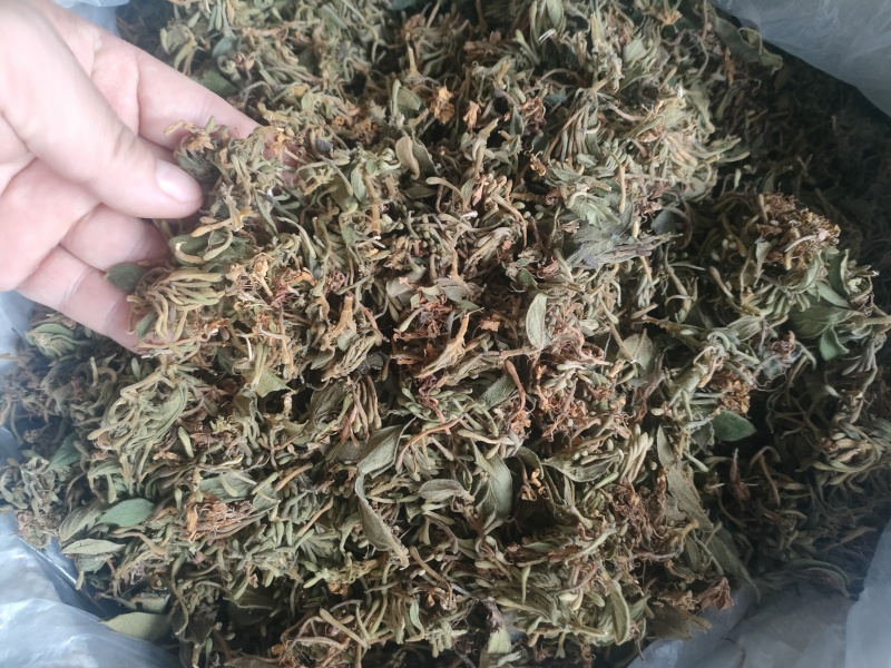 金银花，正宗野生金银花，本地金银花，清香扑鼻，味道甘甜！