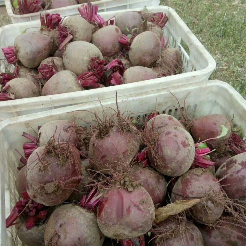 甜菜根