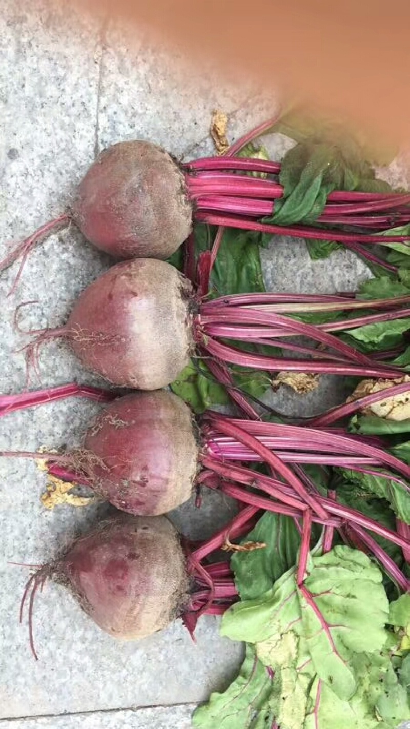 甜菜根